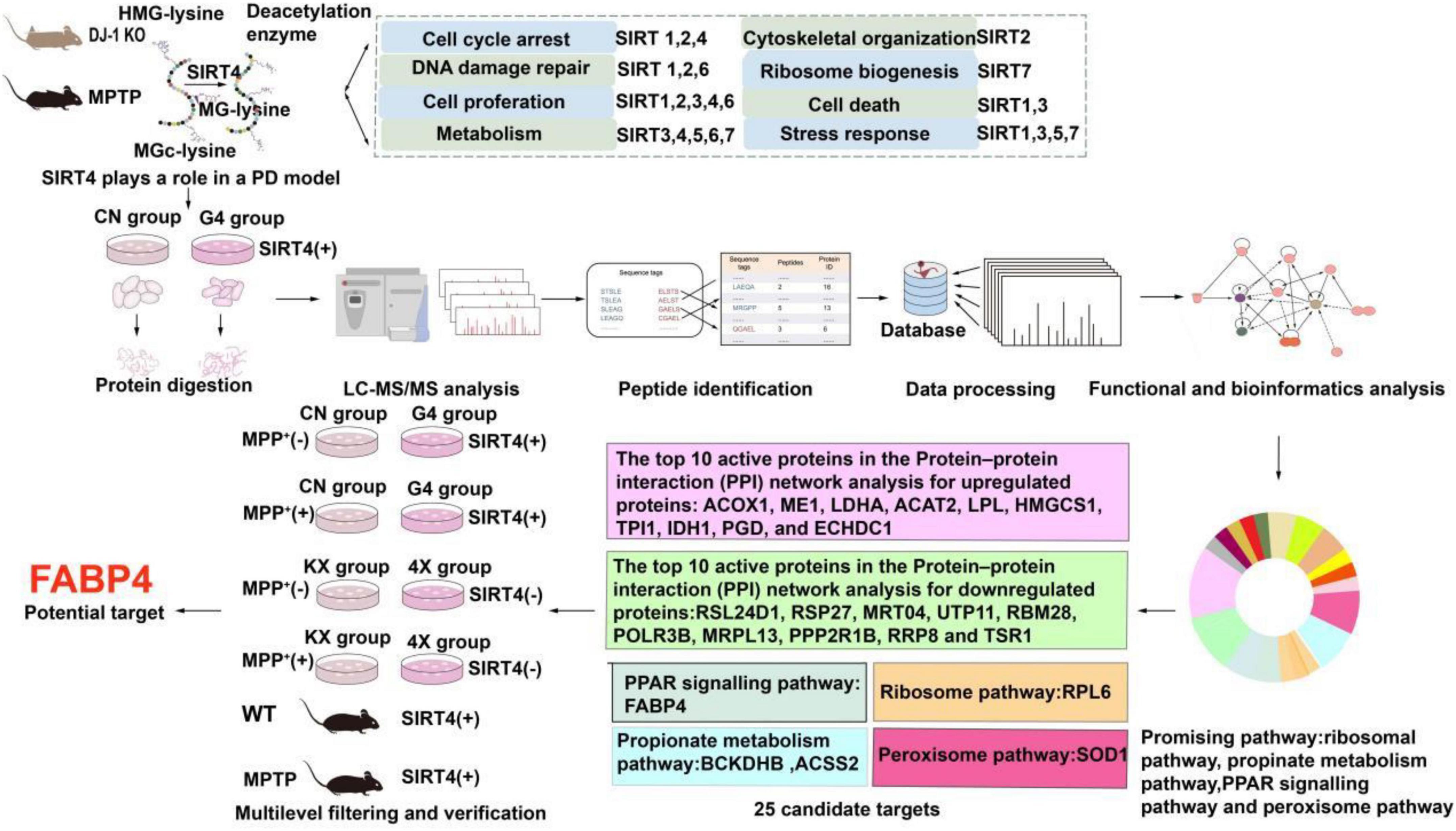 Proteomic profiling reveals the potential mechanisms and regulatory targets of sirtuin 4 in 1-methyl-4-phenyl-1,2,3,6-tetrahydropyridine-induced Parkinson’s mouse model